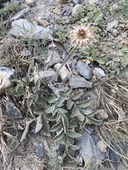 Psephellus sibiricus