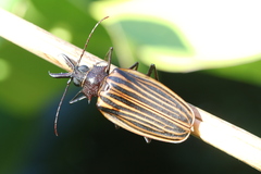 Macrodontia batesi