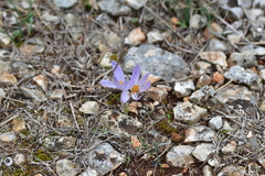 Crocus thomasii