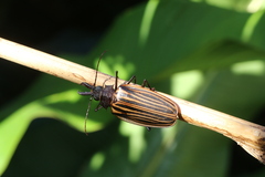 Macrodontia batesi