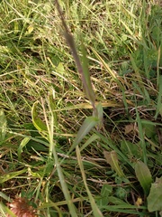 Tragopogon orientalis