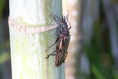 Macrodontia batesi