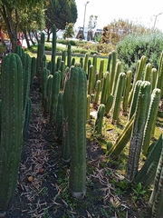 Trichocereus macrogonus