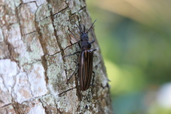 Macrodontia batesi