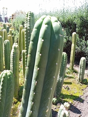 Trichocereus macrogonus