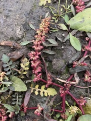 Rumex ucranicus