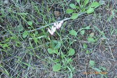 Cyclamen persicum