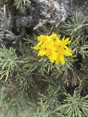 Brachanthemum krylovii