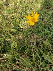 Tragopogon orientalis
