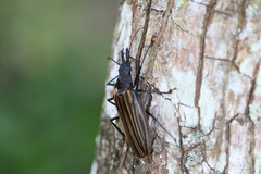 Macrodontia batesi