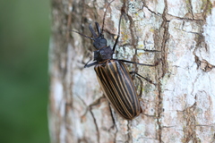 Macrodontia batesi