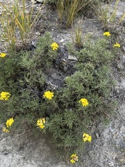 Brachanthemum krylovii