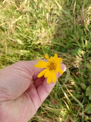 Tragopogon orientalis