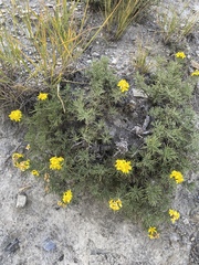 Brachanthemum krylovii