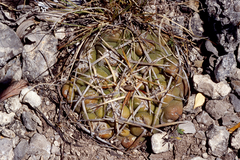 Thelocactus hexaedrophorus hexaedrophorus