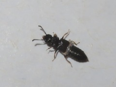 Anotylus inustus