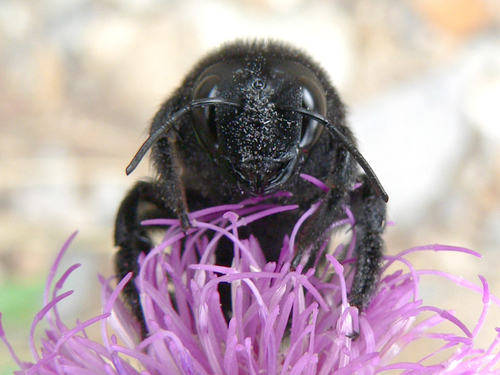 Violet Carpenter Bee photo 3