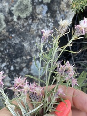 Saussurea salicifolia