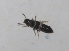 Anotylus inustus