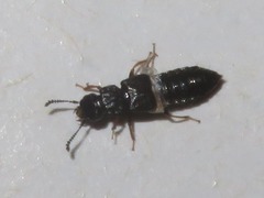 Anotylus inustus