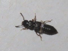 Anotylus inustus
