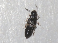 Anotylus inustus