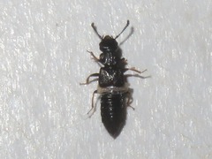 Anotylus inustus