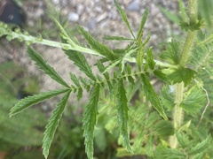 Agrimonia parviflora