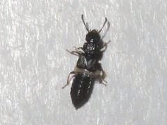 Anotylus inustus