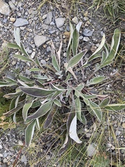 Psephellus sibiricus