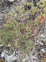 Thalictrum foetidum