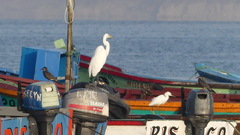 Ardea alba