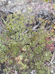 Thalictrum foetidum