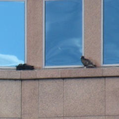 Cathartes aura septentrionalis