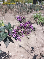 Lantana rugosa