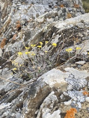 Odontarrhena obovata