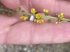 Agrimonia parviflora
