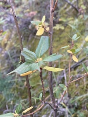 Rhododendron ledebourii