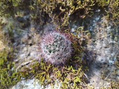 Mammillaria gilensis