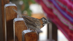 Zonotrichia capensis