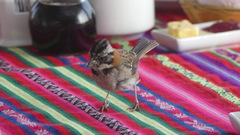 Zonotrichia capensis