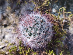 Mammillaria gilensis