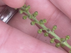 Agrimonia parviflora