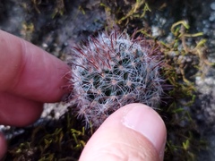 Mammillaria gilensis