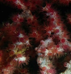 Hippocampus bargibanti