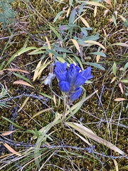 Gentiana decumbens