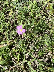 Oxalis drummondii