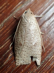 Meritastis