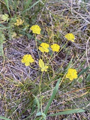 Bupleurum