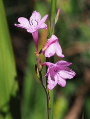 Liliales